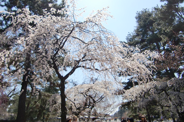 桜満開、春満開！｜京都御苑
