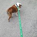 Happy St. Patrick's Day! Good day to wear my new leash from @BCCoachStevens & @TracyWStevens. • <a style="font-size:0.8em;" href="http://www.flickr.com/photos/73758397@N07/13218053253/" target="_blank">View on Flickr</a>