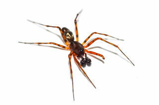 Male Sheetweb Spider