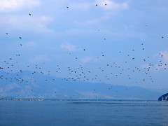 Vogels bij Lake Prespa
