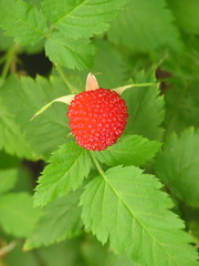Anglų lietuvių žodynas. Žodis raspberry reiškia n avietė lietuviškai.