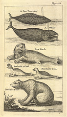 Anglų lietuvių žodynas. Žodis hudson seal reiškia hudson antspaudas lietuviškai.