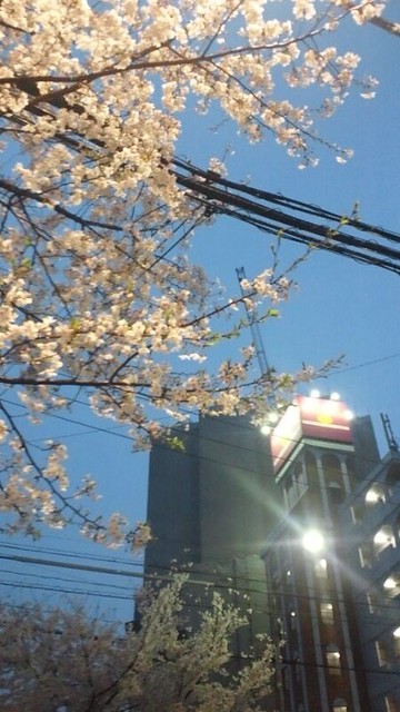 花散らし今日は、雨ですね葉桜になりつつあ...