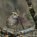 white-throated sparrow (explored 2/19/2014)