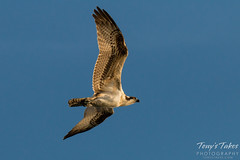 Young Osprey performs a flyby