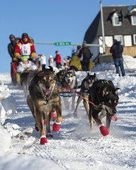 Anglų lietuvių žodynas. Žodis iditarod trail dog sled race reiškia iditarod trail šunų kinkinių varžybos lietuviškai.