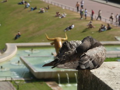 Trocadéro et un pigeon qui se fait photographier par les touristes