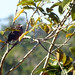 Pássaros do Parque Estadual Acaraí • <a style="font-size:0.8em;" href="http://www.flickr.com/photos/39546249@N07/9379812316/" target="_blank">View on Flickr</a>