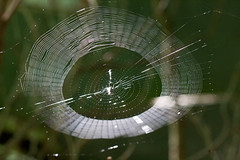 Spider Web • <a style="font-size:0.8em;" href="http://www.flickr.com/photos/30765416@N06/11393214495/" target="_blank">View on Flickr</a>