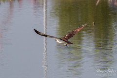 Osprey flies off with its catch