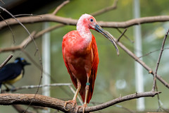 Scarlet Ibis • <a style="font-size:0.8em;" href="http://www.flickr.com/photos/65051383@N05/9755356001/" target="_blank">View on Flickr</a>