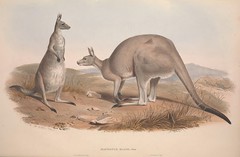 Anglų lietuvių žodynas. Žodis great grey kangaroo reiškia didžiosios pilkosios kengūros lietuviškai.