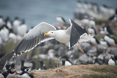 Great Black-backed Gull in flight on Farne Islands • <a style="font-size:0.8em;" href="https://www.flickr.com/photos/21540187@N07/9232105896/" target="_blank">View on Flickr</a>