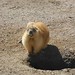 Marmotte pas contente