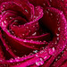Dewy Red Rose Macro • <a style="font-size:0.8em;" href="http://www.flickr.com/photos/124671209@N02/33515693356/" target="_blank">View on Flickr</a>