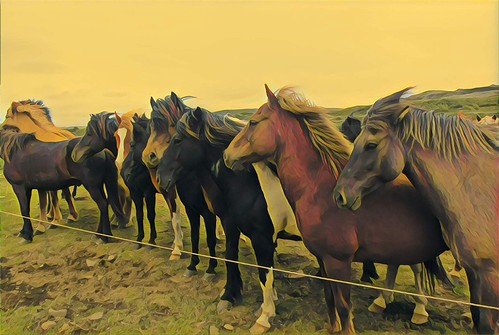 Iceland  ~ Icelandic Horses ~ Attraction Site