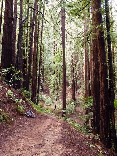 Redwood MUni