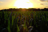 I-10 Corn Field by VoxLive, on Flickr