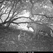 Camera trap picture from Shendurney Widlife Sanctuary • <a style="font-size:0.8em;" href="http://www.flickr.com/photos/109145777@N03/13794528025/" target="_blank">View on Flickr</a>