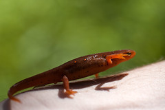 Red newt 3 • <a style="font-size:0.8em;" href="http://www.flickr.com/photos/30765416@N06/9395568537/" target="_blank">View on Flickr</a>