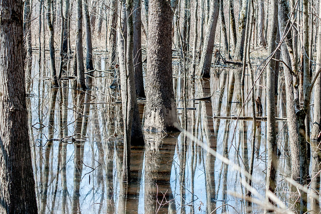 Stillwater Marsh - March 20, 2014