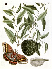 Anglų lietuvių žodynas. Žodis sweetsop tree reiškia anonos medis lietuviškai.