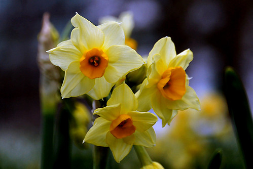 Narcissus by Bernard Spragg, on Flickr