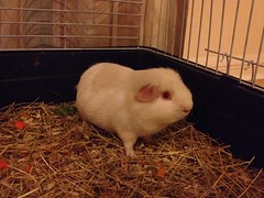 2014 (Day 23 - Jan 23rd): Cloudy the guinea-pig