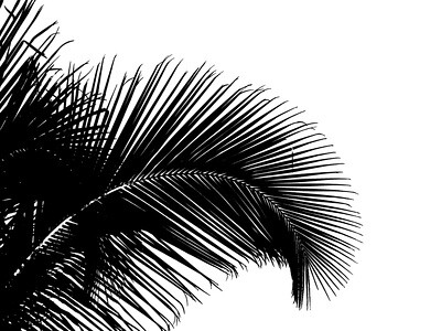 palmier noir sur fond blanc