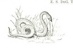 Anglų lietuvių žodynas. Žodis serpent-grass reiškia gyvatė-žolė lietuviškai.