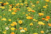 Calendula officinalis - Botanischer Garten Berlin • <a style="font-size:0.8em;" href="http://www.flickr.com/photos/25397586@N00/19741755046/" target="_blank">View on Flickr</a>