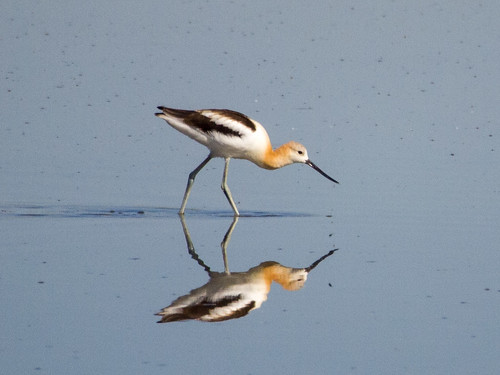 American Avocet • <a style="font-size:0.8em;" href="http://www.flickr.com/photos/59465790@N04/9593378577/" target="_blank">View on Flickr</a>