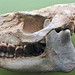 Hyracodon sp. (fossil mammal) (White River Formation, Oligocene; near Lusk, Wyoming, USA)