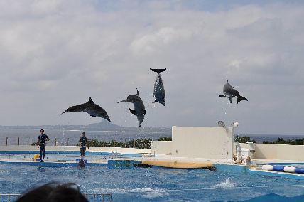 屋外にあるオキちゃん劇場では、イルカのショーをみることがで。｜沖縄美ら海水族館