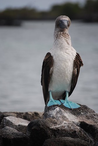 Blue Footed Boobie • <a style="font-size:0.8em;" href="http://www.flickr.com/photos/106477439@N08/11197235045/" target="_blank">View on Flickr</a>