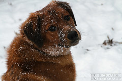 Buddy in the Snow