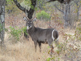 Zimbabwe Hunting Safari 46