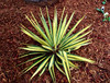 Color Guard Variegated Yucca • <a style="font-size:0.8em;" href="http://www.flickr.com/photos/101656099@N05/12212810354/" target="_blank">View on Flickr</a>