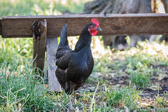 Gallina • <a style="font-size:0.8em;" href="http://www.flickr.com/photos/92529237@N02/14255171482/" target="_blank">View on Flickr</a>