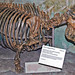 Teleoceras sp. (fossil rhinoceros) (Ash Hollow Formation, Miocene; Clayton Quinn Ranch, near Ainsworth, Nebraska, USA) 2