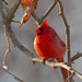 Northern Cardinal by Steve Gifford