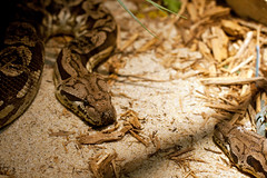 dumeril's ground boas • <a style="font-size:0.8em;" href="http://www.flickr.com/photos/30765416@N06/10392674496/" target="_blank">View on Flickr</a>