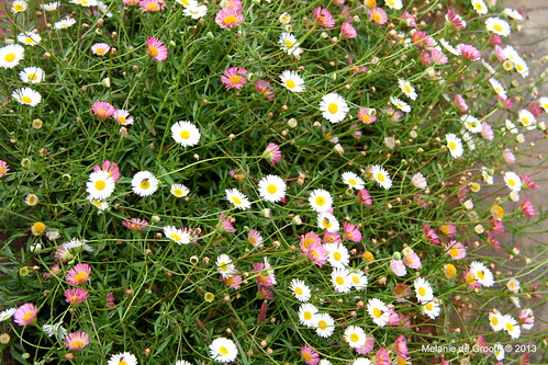 Pink and White Daisies