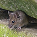 Wood mouse / Waldmaus