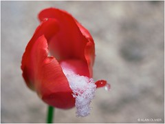 Tulipe sous la neige 1