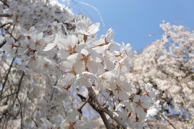 春爛漫・花ざかりの京都の写真