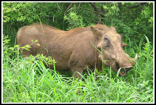Warthog • <a style="font-size:0.8em;" href="http://www.flickr.com/photos/21237195@N07/14293765955/" target="_blank">View on Flickr</a>