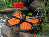 LEGO Monarch Butterfly • <a style="font-size:0.8em;" href="http://www.flickr.com/photos/44124306864@N01/10670822303/" target="_blank">View on Flickr</a>