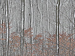 Snow stripes and beech leaves