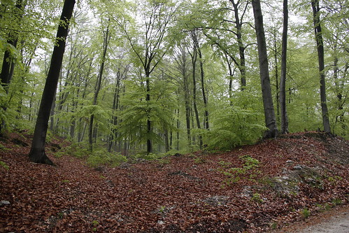 Alter Stolberg - Wald bei Stempeda X • <a style="font-size:0.8em;" href="http://www.flickr.com/photos/109648421@N02/11448950693/" target="_blank">View on Flickr</a>